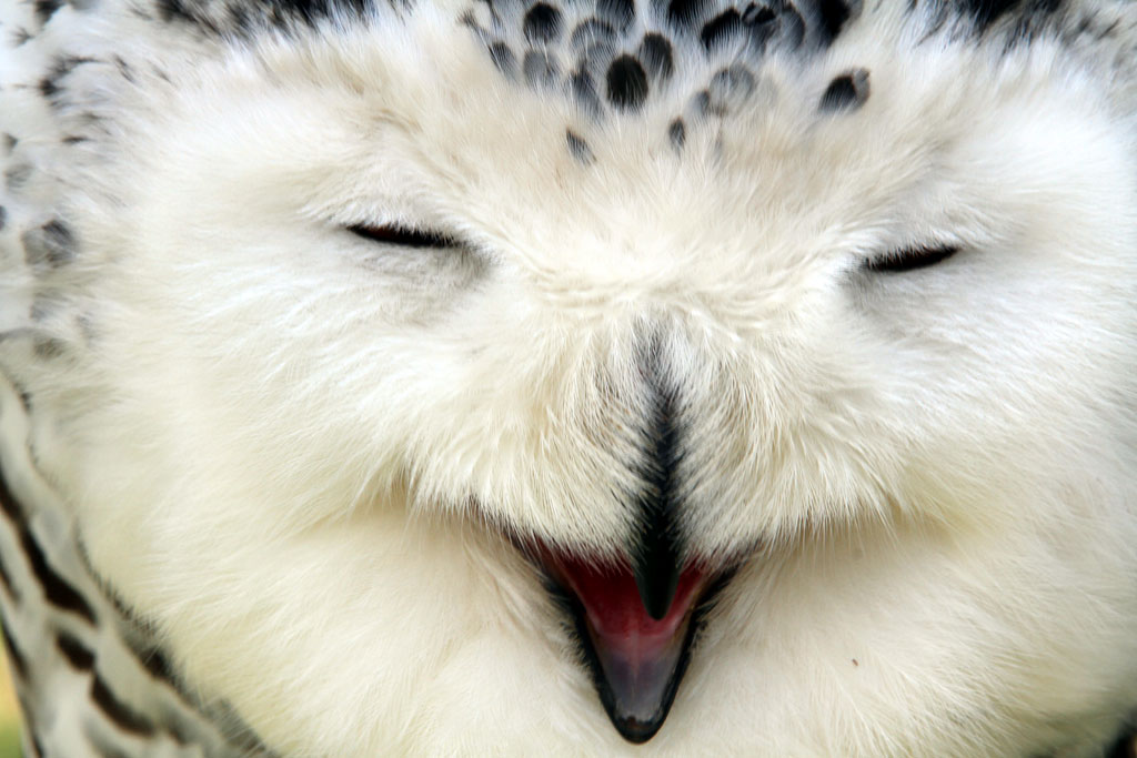 Le sommeil du harfang