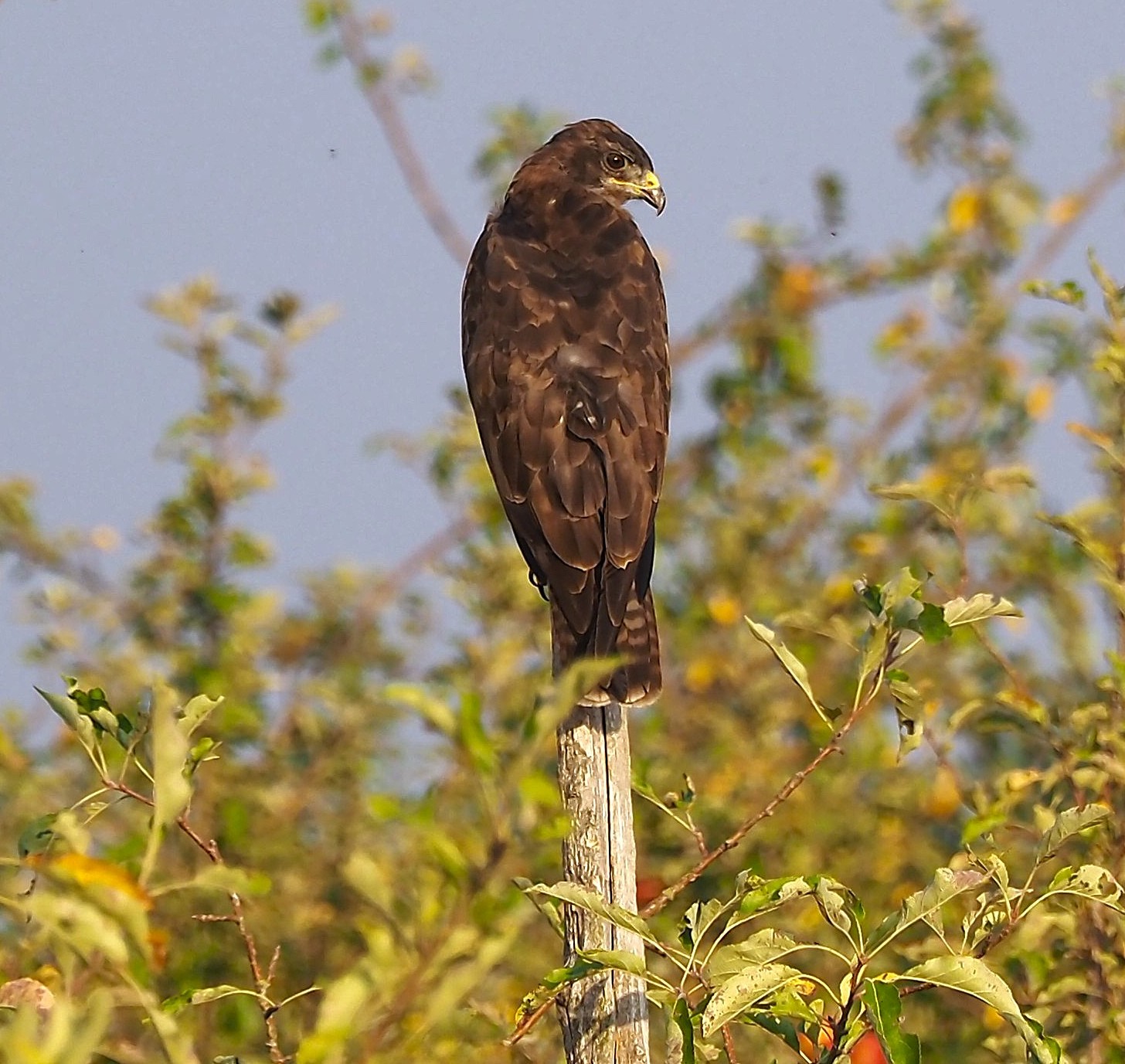 Buse variable en sentinelle