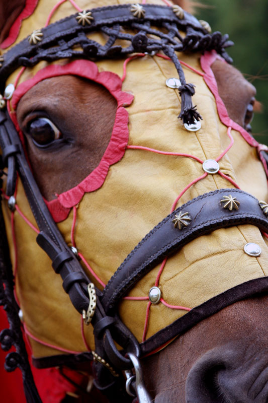 L'œil du destrier