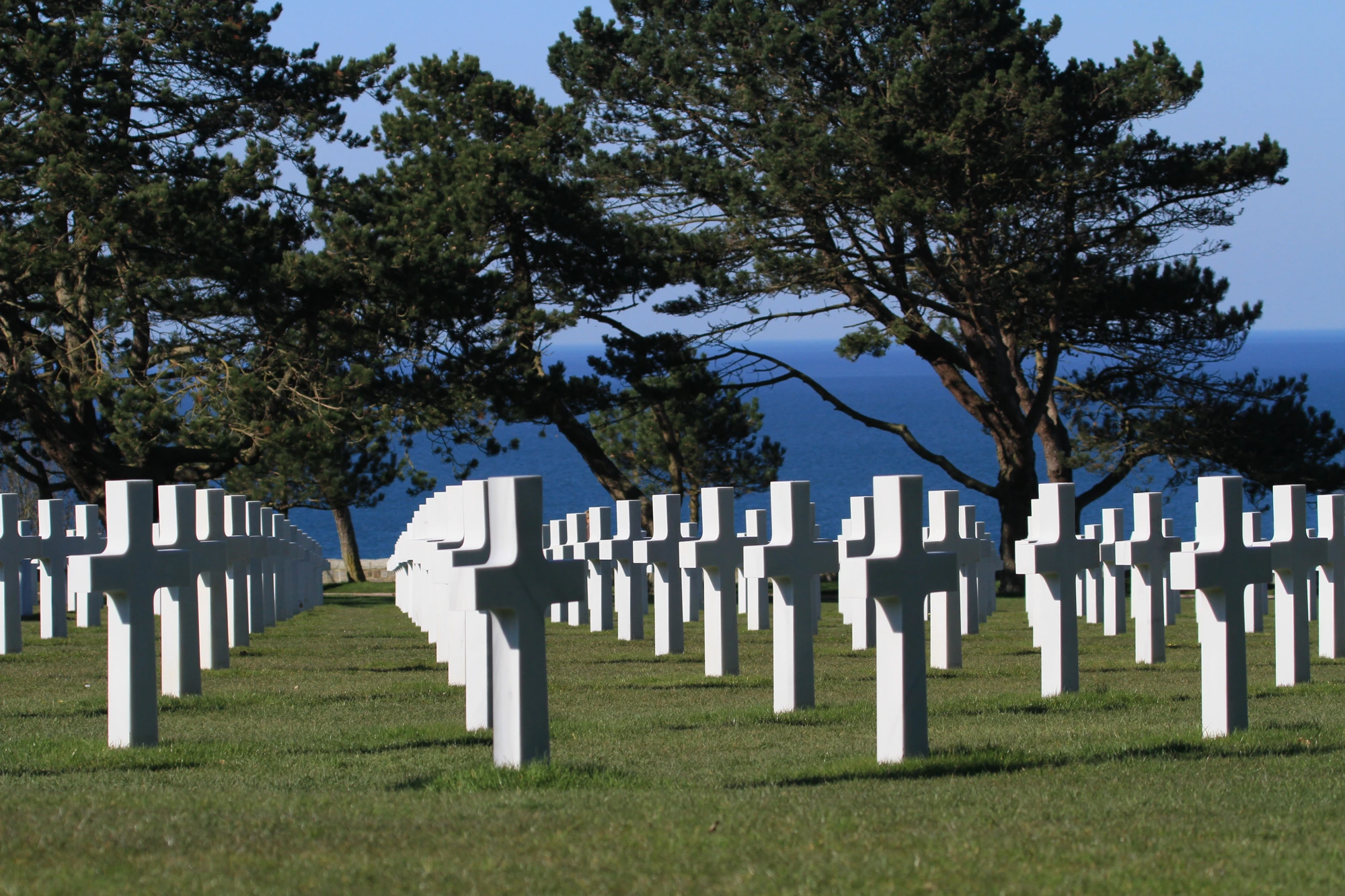Rangées sous les pins