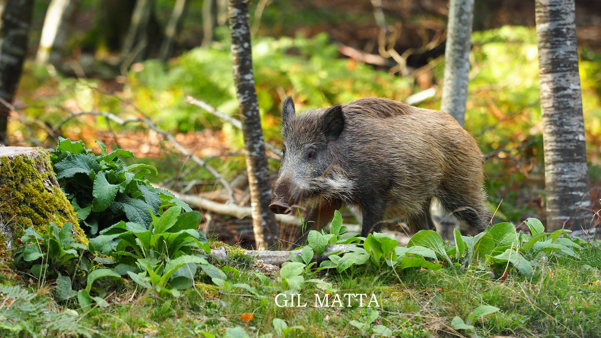 Sanglier sur le chemin