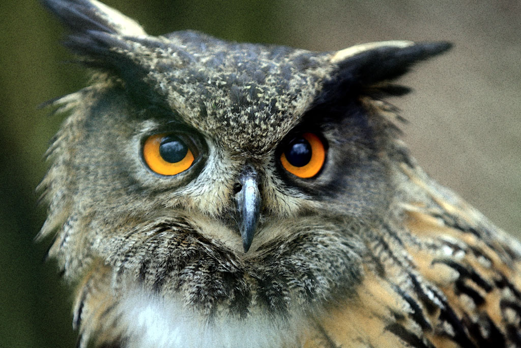 Grand-duc, les yeux de braise