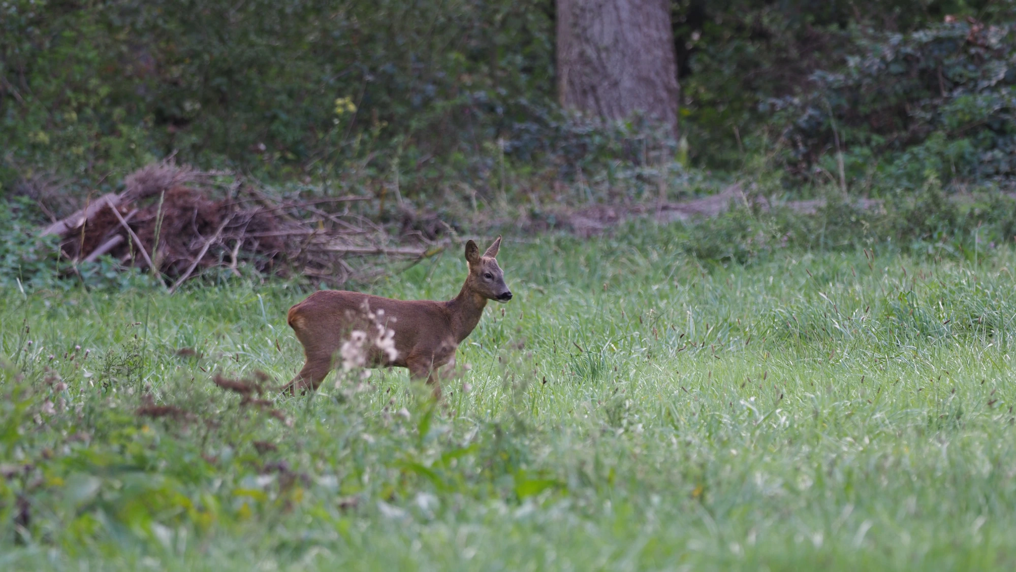 Chevrette de profil dans la prairie