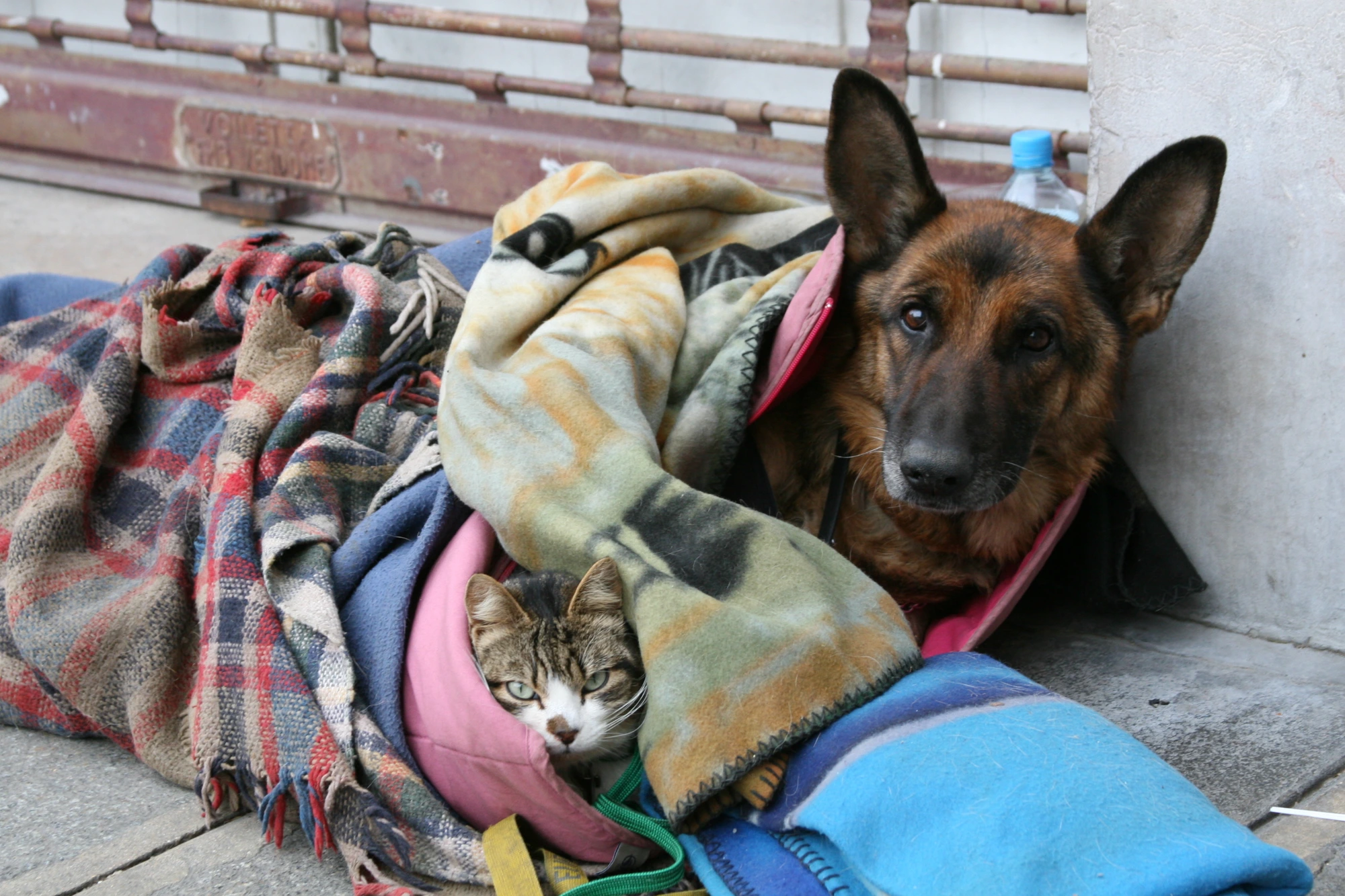 Les compagnons de la rue