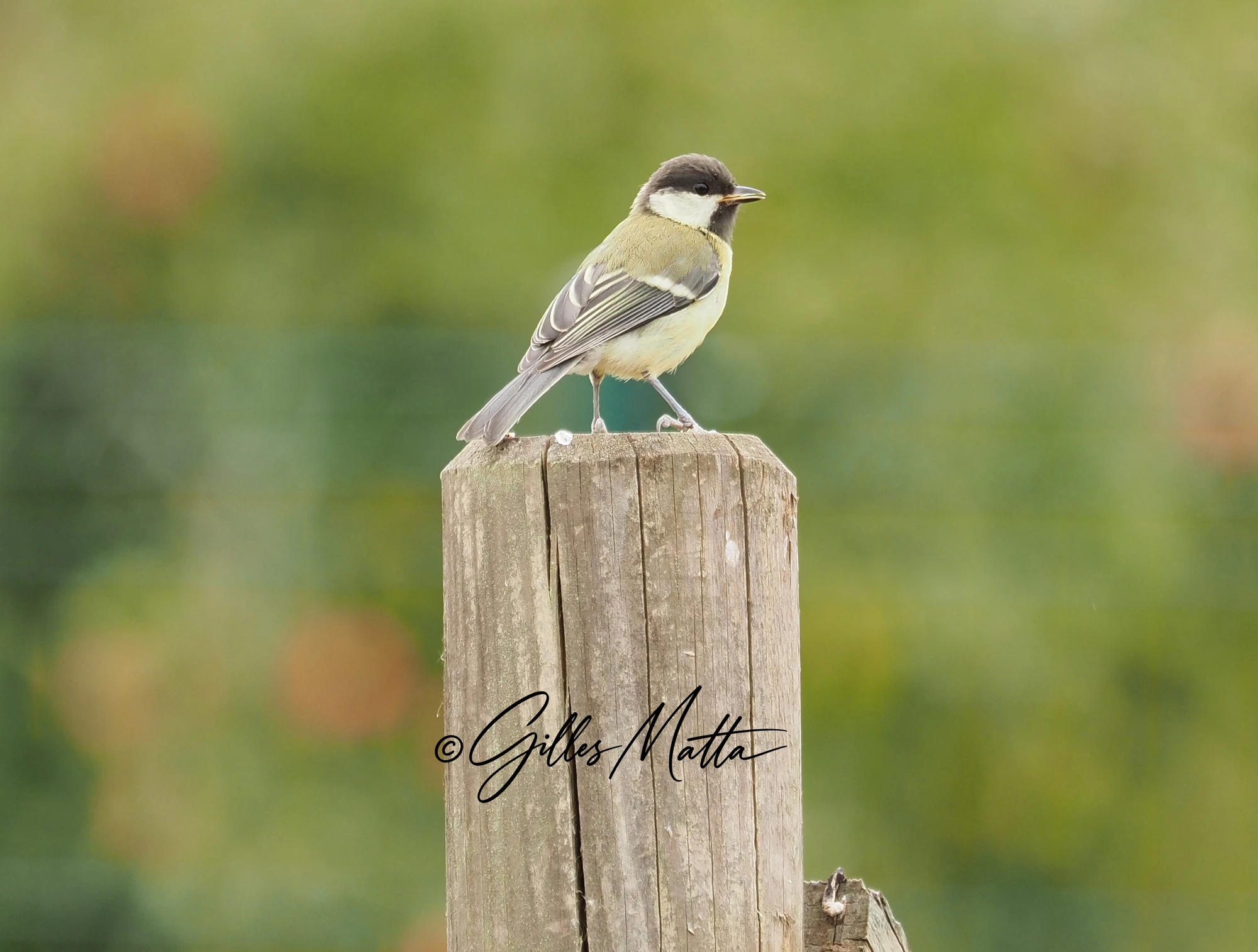 Mésange charbonnière sur son poteau