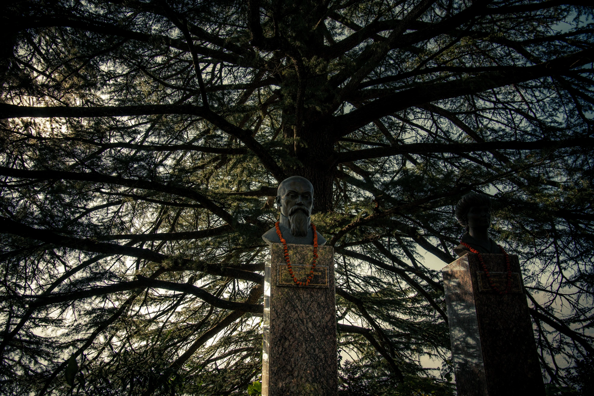 Roerich's Cedar
