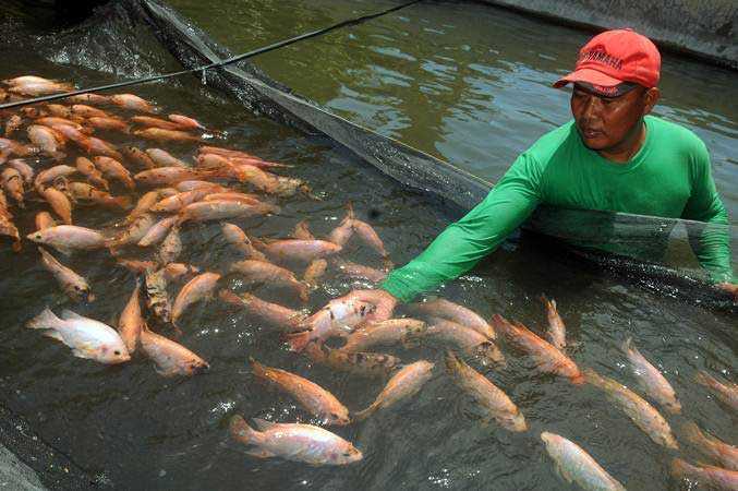 Ikan air tawar dari pembudidaya lokal terpercaya